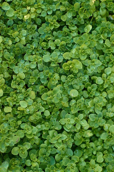 Yeşil çimen alanı arka planı, doğa dokusu zemin örtüsü