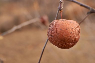 Sonbaharın sonlarında ağaç dalında çürük elma. 