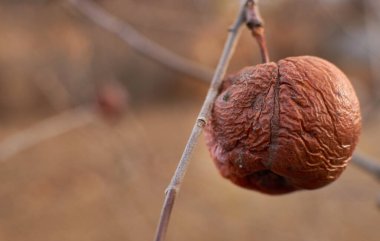 Sonbaharın sonlarında ağaç dalında çürük elma. 