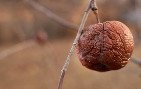 Sonbaharın sonlarında ağaç dalında çürük elma. 