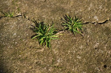  Grass grown up from the cracked concrete sprouted through the asphalt