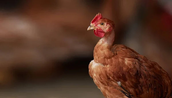 Free range poultry close up of brown Naked Neck chicken in the barn yard — Stock Photo, Image