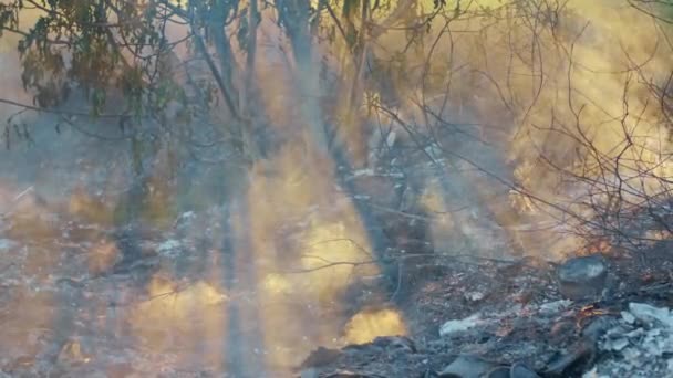 Giftig Rök Stiger Upp Luften Rök Från Förbränning Avfall Blir — Stockvideo