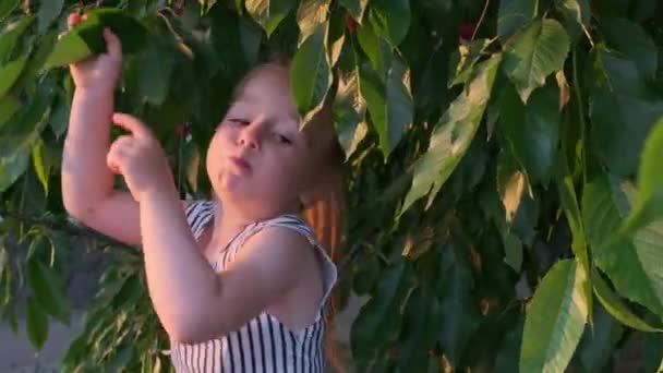 Flickan Sliter Körsbär Från Trädgrenen Och Äter Det Med Glädje — Stockvideo