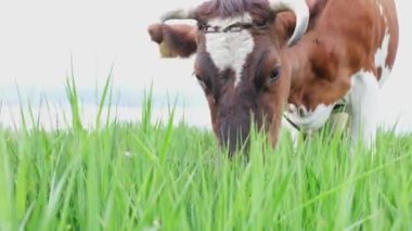 Toprak manzaralı, çayırda otlayan kahverengi inek. Yüksek kalite 4k görüntü