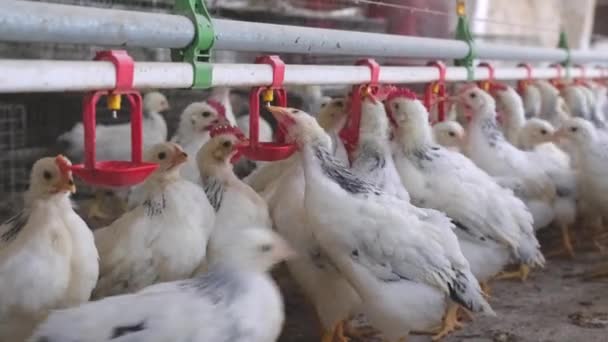Жаждущие Цыплята Пьют Воду Соском Ферме Питательные Вещества Птицы — стоковое видео