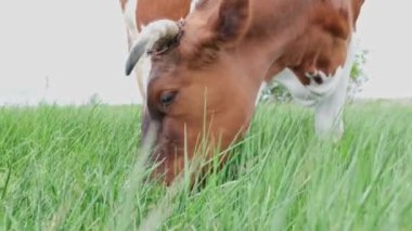 Toprak manzaralı, beyaz kahverengi inek otlatıyor çayır üzerindeki yeşil çimenler. Yüksek kalite 4k görüntü