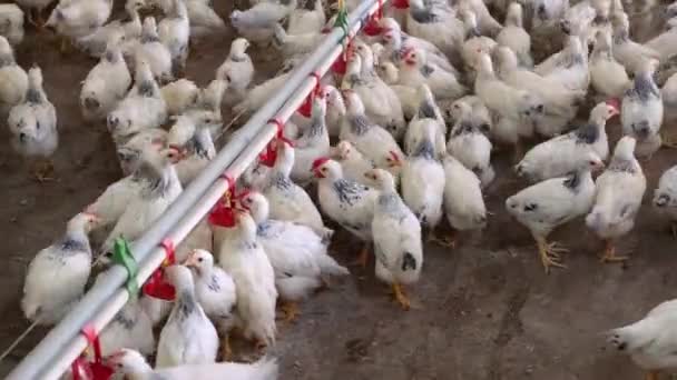 Pollos Activos Que Beben Agua Por Pezón Alimentadores Una Granja — Vídeos de Stock