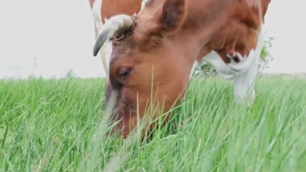 Vista Suelo Vaca Marrón Blanca Pastando Pastorear Hierba Verde Prado — Vídeos de Stock