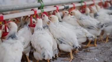 Aile çiftliğinde tavukların meme ucuyla içme suyunu kapatın. Üretim aşaması için meme uçlarını içiyorduk. Temiz ve taze su 4K görüntüsü 