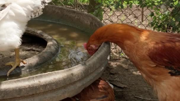 Chickens Drinking Water Family Farm Drinking Rearing Production Phase Clean — 비디오