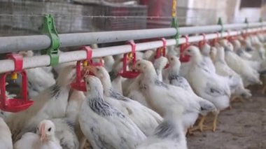 Aile çiftliğinde tavukların meme ucuyla içme suyunu kapatın. Üretim aşaması için meme uçlarını içiyorduk. Temiz ve taze su 4K görüntüsü 
