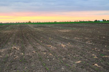 Genç mısırlar ve günbatımının olduğu tarlalar. Yüksek kalite fotoğraf