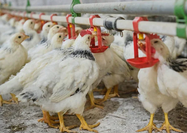 Sıcak havalarda aile çiftliğinde tavukların meme ucuyla içme suyunu kapatın. Üretim aşaması için meme uçlarını içiyorduk. Temiz ve taze su 4K görüntüsü 