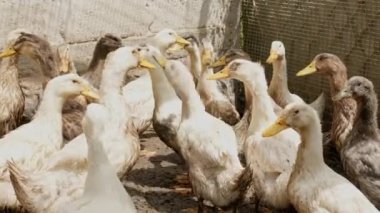 slow motion close up of adult pekin ducks in backyards and on homesteads
