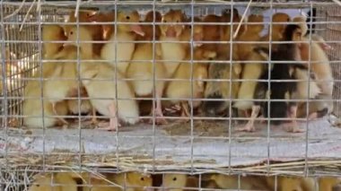 Ducklings for sale placed in wire mesh cage. ducks ready for at a local market for organic meat production goslings crowd gathered in the cage.