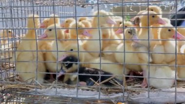 Organik et üretimi için yerel bir markette tel ördek kafesine yerleştirilen ördekler kafeste toplandı..
