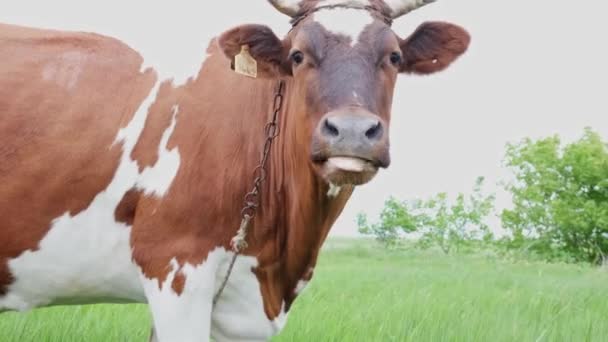 Cow Turning Her Head Lick Her Tongue Her Own Back — Stockvideo