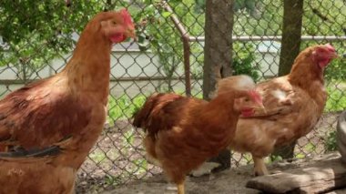 Organik bir çiftlikte yiyecek arayan tavuk çiftlikleri. Yüksek kalite 4k görüntü