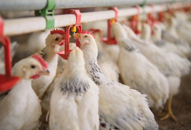 Sıcak havalarda aile çiftliğinde tavukların meme ucuyla içme suyunu kapatın. Üretim aşaması için meme uçlarını içiyorduk. Temiz ve taze su 