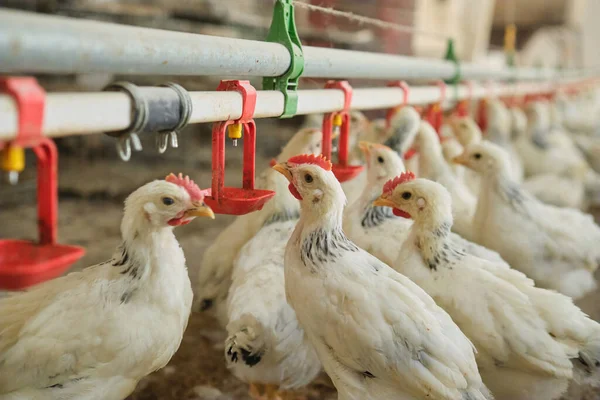 Sıcak havalarda aile çiftliğinde tavukların meme ucuyla içme suyunu kapatın. Üretim aşaması için meme uçlarını içiyorduk. Temiz ve taze su 