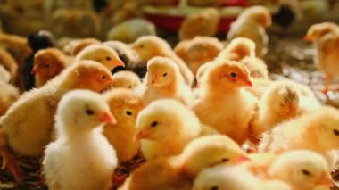 Bir sürü küçük sarı civciv yakın plan veya Gallus gallus gün küçük bir çiftlikte yeni doğmuş civciv