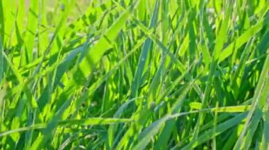 Doğal yeşil çimen arka planı yakın plan. Yüksek kalite fotoğraf