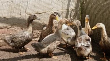 slow motion close up of adult pekin ducks in backyards and on homesteads