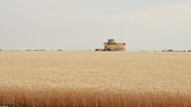 Olgun bir tarlada buğday hasat eden Combine biçerdöver manzarası. Yüksek kalite 4k görüntü