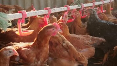 Sıcak havalarda aile çiftliğinde meme uçlarından su içen tavuklar. Üretim aşaması için meme uçlarını içiyorduk. Temiz ve taze su