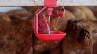 Sıcak havalarda aile çiftliğinde meme uçlarından su içen tavuklar. Üretim aşaması için meme uçlarını içiyorduk. Temiz ve taze su