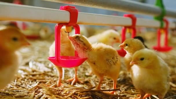 Baby Chicken Poultry Farm Drinking Water Nipple System High Quality — Stockvideo