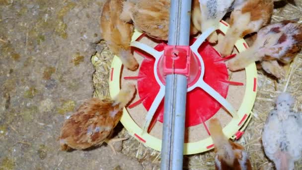 Top View Colorful Poultry Eating Complete Chick Starter Feeds High — Stockvideo