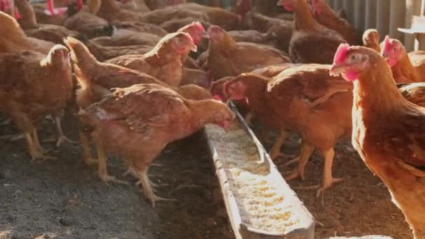 Yavaş Çekimde Tavuklar Gagalıyor Yakın Planda Yemek Yiyen Kümes Hayvanları — Stok video