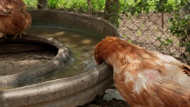 Kippen Drinken Water Familieboerderij Drinken Voor Het Opfokken Productie Fase — Stockvideo