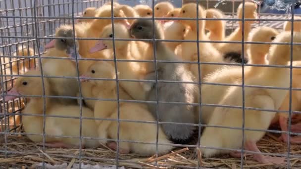 Ducklings Sale Placed Wire Mesh Cage Local Market Organic Meat — Stockvideo