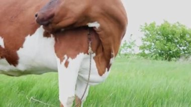 Diliyle yalamak için başını çeviren inek yeşil bir çayırda otlayan kendi sırtı. Yüksek kalite 4k görüntü