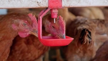Sıcak havalarda aile çiftliğinde meme uçlarından su içen tavuklar. Üretim aşaması için meme uçlarını içiyorduk. Temiz ve taze su