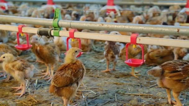 Kippen Drinkwater Door Tepel Farm Hete Stress Bij Hoge Weertemperatuur — Stockvideo