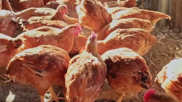 Pollos Cámara Lenta Picoteo Alimentación Primer Plano Comer Comida Gallinero — Vídeo de stock
