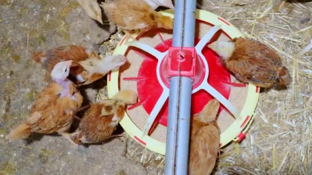 Pohled Shora Pestrobarevnou Konzumaci Drůbeže Kompletní Předkrm Pro Kuřata Vysoce — Stock video