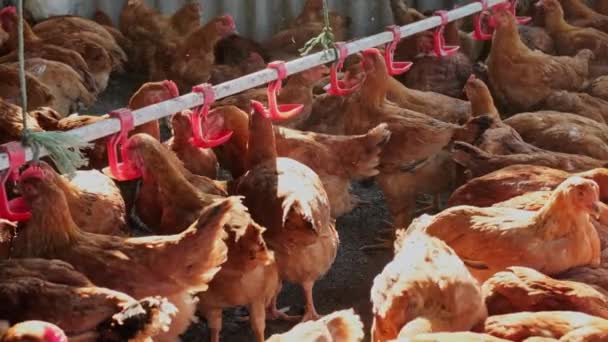 Kippen Drinkwater Tepel Familie Farm Bij Warm Weer Knabbelen Voor — Stockvideo