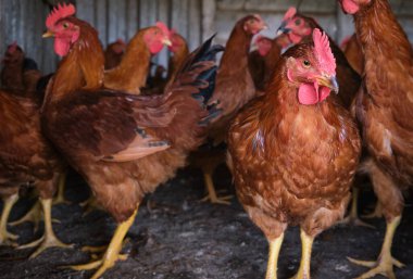 Kırmızı horoz Kümes hayvanları bahçesinde kafa portresi yakın. Yüksek kalite fotoğraf