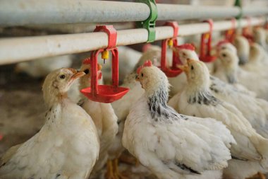 close up Chickens drinking water by nipple in family Farm in hot weather. DRINKING NIPPLE FOR REARING OR PRODUCTION PHASE. Clean and fresh water 