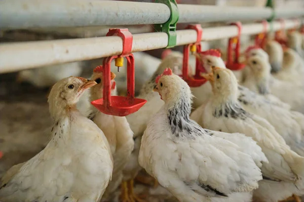 Sıcak havalarda aile çiftliğinde tavukların meme ucuyla içme suyunu kapatın. Üretim aşaması için meme uçlarını içiyorduk. Temiz ve taze su 