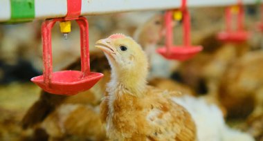 Chickens drinking water by nipple in family Farm in hot weather. DRINKING NIPPLE FOR REARING OR PRODUCTION PHASE. Clean and fresh water