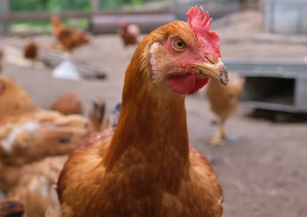 Red Rooster Close Head Portrait Poultry Yard High Quality Photo — Stock Photo, Image