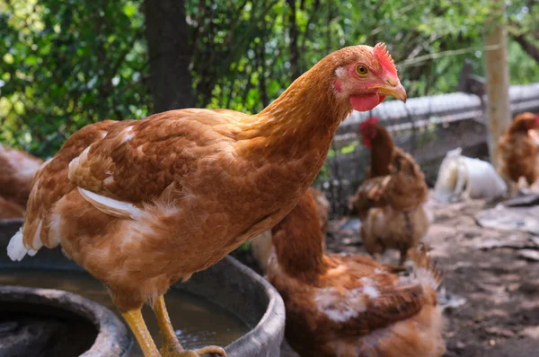 Free Range Chicken Hens Organic Farm Searching Food High Quality — Foto de Stock