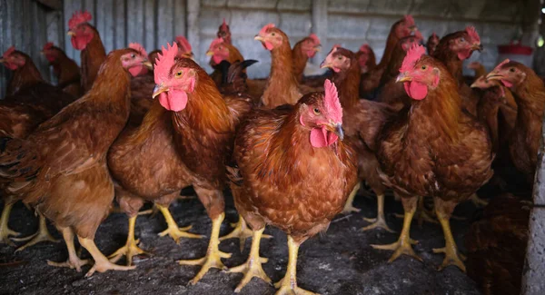 Kırmızı horoz Kümes hayvanları bahçesinde kafa portresi yakın. Yüksek kalite fotoğraf