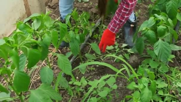 Female Hands Gloves Pulling Out Weeds Weeding Garden Greenhouse High — Wideo stockowe